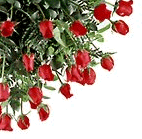 rosenstraussframe.gif (14192 Byte)
