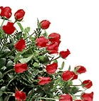 rosenstraussframe.gif (14192 Byte)